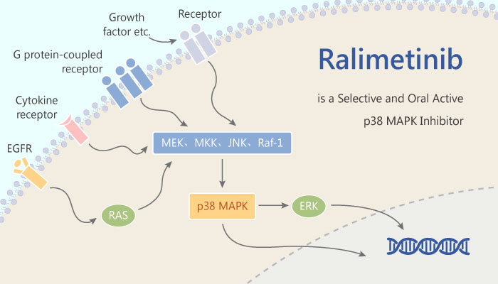 Ralimetinib Is A Selective And Oral Active P38 MAPK Inhibitor With Antitumor Activity 2019 06 15 